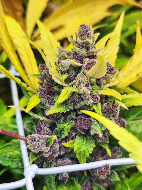 Segundo indoor. Week 12