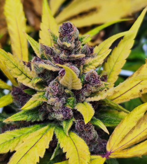 Segundo indoor. Week 12