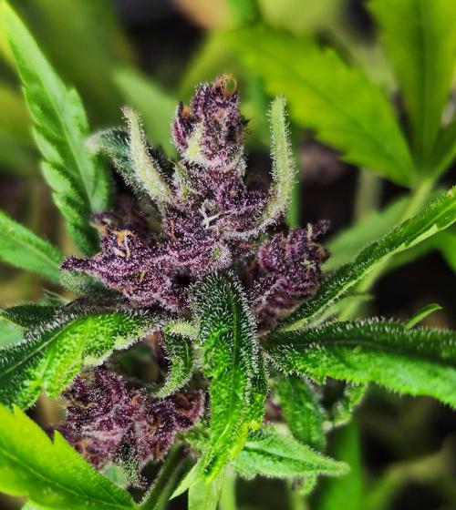 Segundo indoor. Week 12