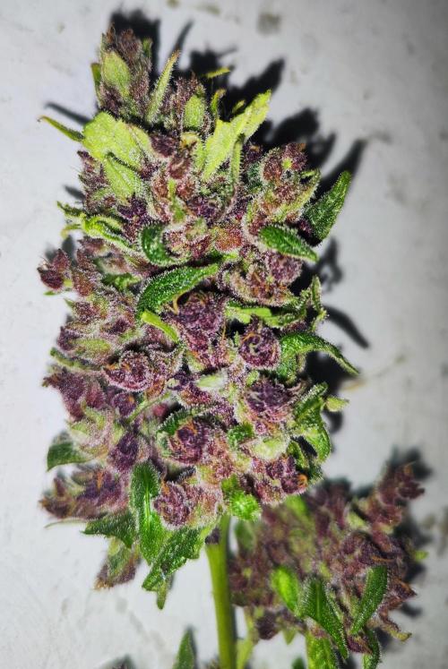 Segundo indoor. Week 12