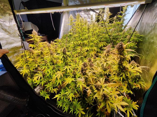 Segundo indoor. Week 12