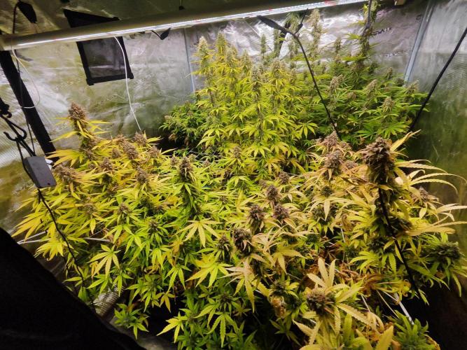 Segundo indoor. Week 12