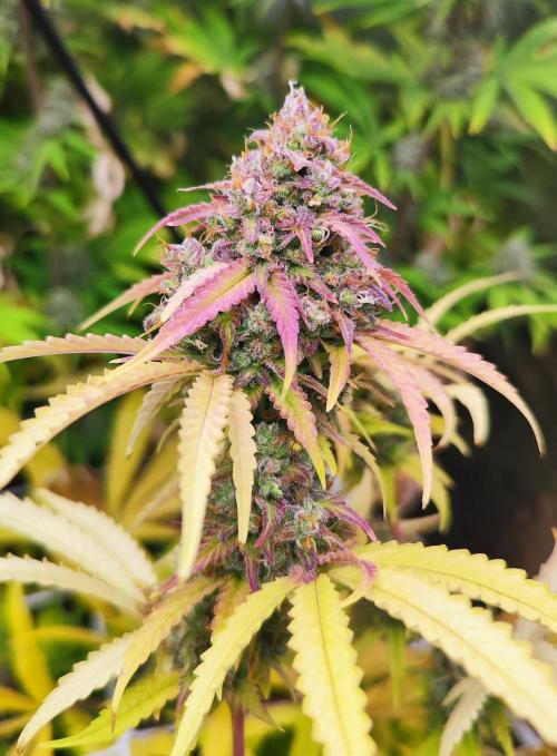 Segundo indoor. Week 13