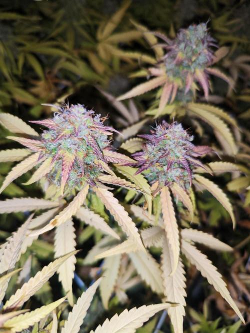 Segundo indoor. Week 13