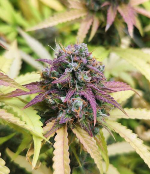 Segundo indoor. Week 13