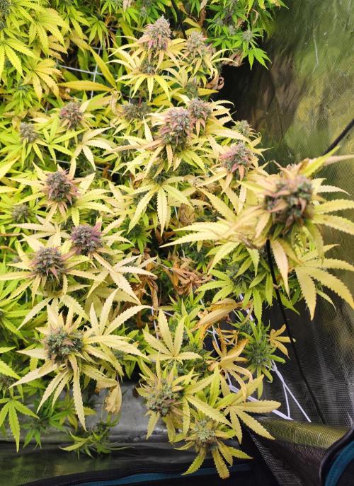 Segundo indoor. Week 13