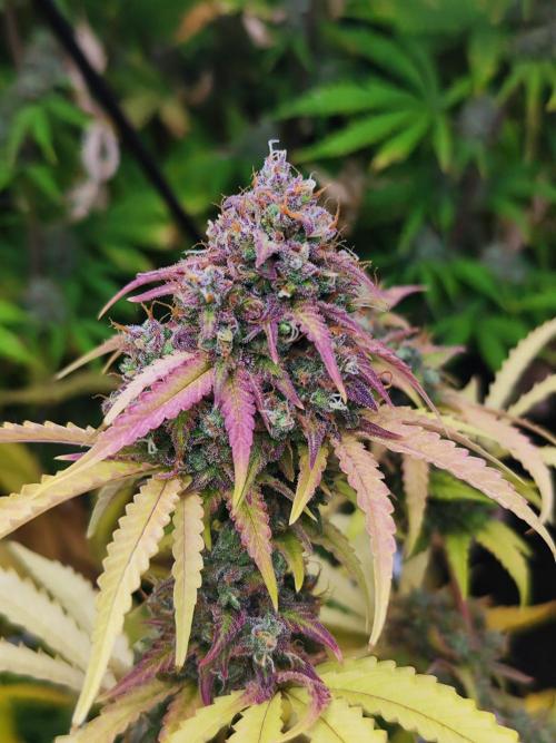 Segundo indoor. Week 13