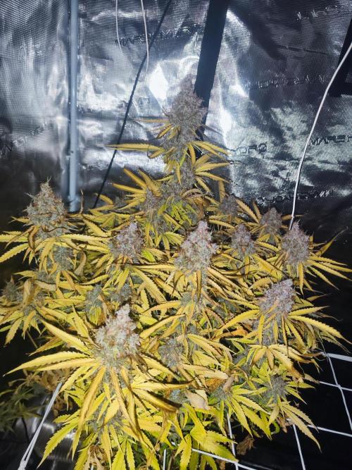 Segundo indoor. Week 12