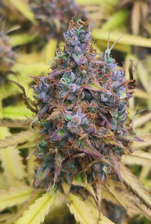 Segundo indoor. Week 12