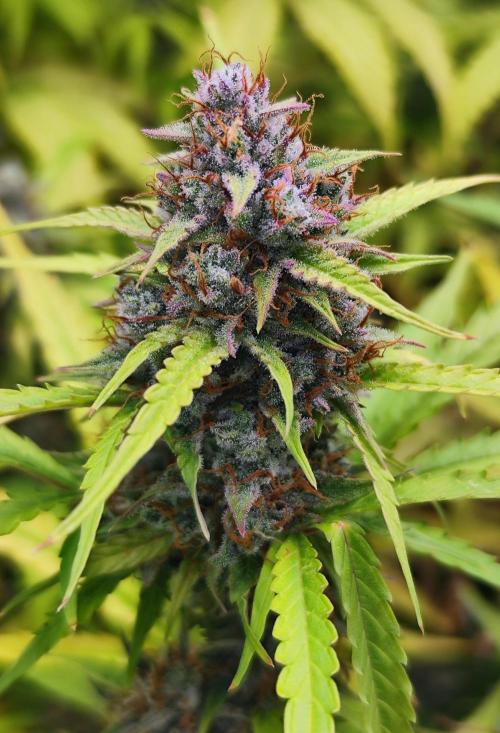 Segundo indoor. Week 12