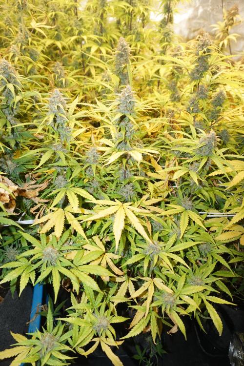 Segundo indoor. Week 12