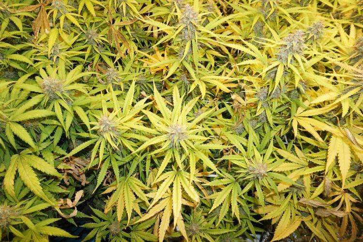 Segundo indoor. Week 12