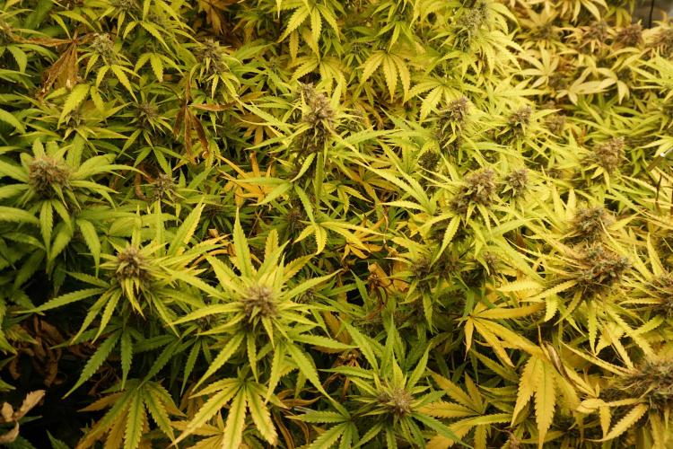 Segundo indoor. Week 12