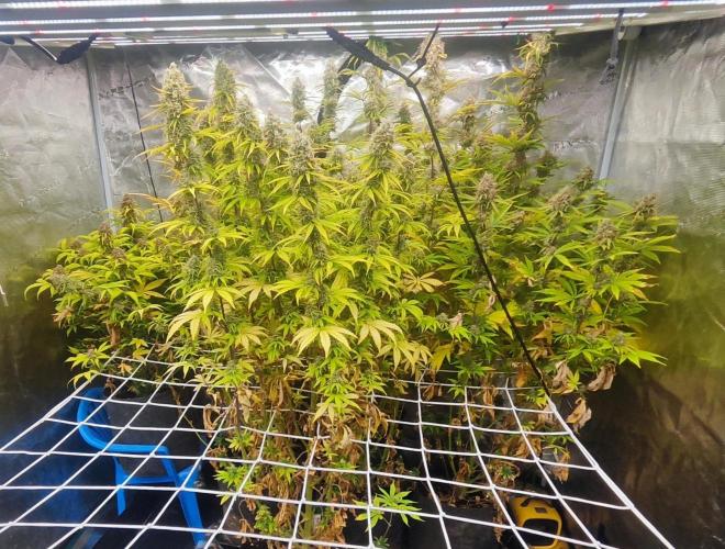 Segundo indoor. Week 13