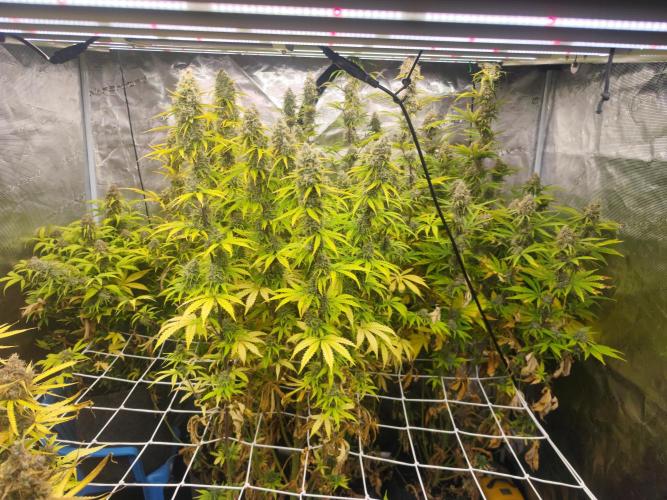 Segundo indoor. Week 13