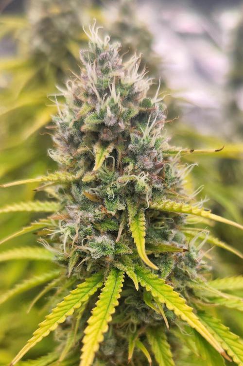 Segundo indoor. Week 13