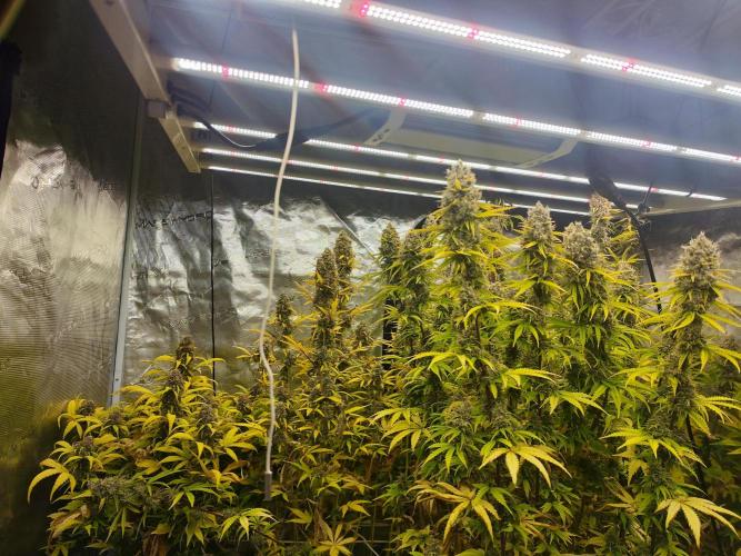 Segundo indoor. Week 14