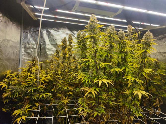 Segundo indoor. Week 14