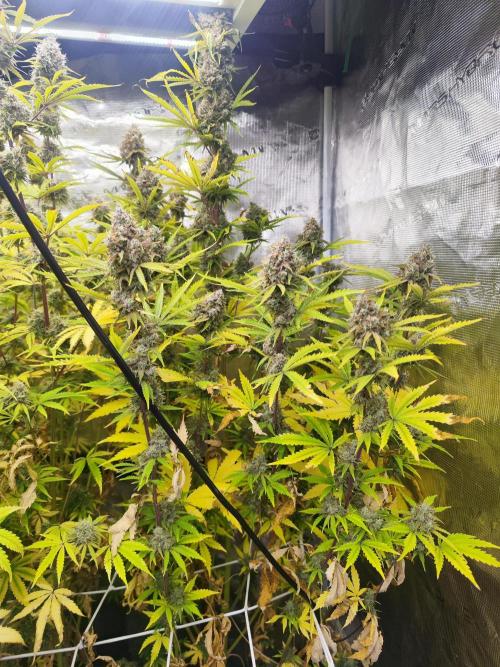 Segundo indoor. Week 14