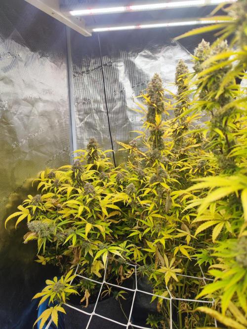 Segundo indoor. Week 14