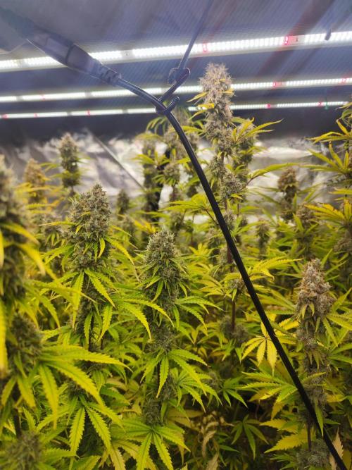 Segundo indoor. Week 14