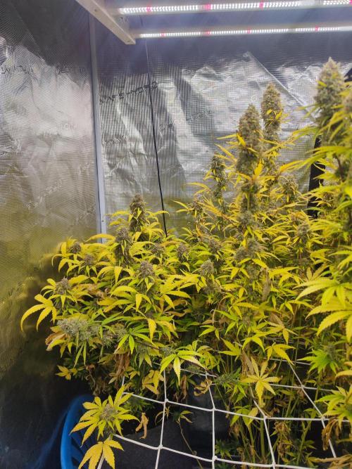 Segundo indoor. Week 14