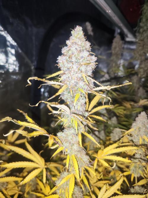 Segundo indoor. Week 15