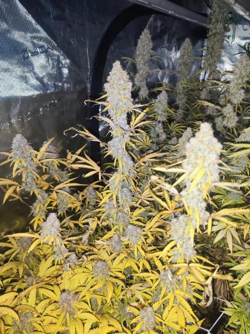 Segundo indoor. Week 15