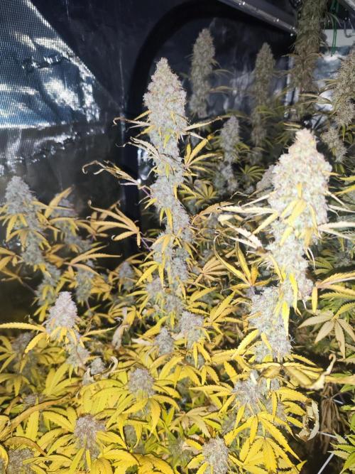 Segundo indoor. Week 15