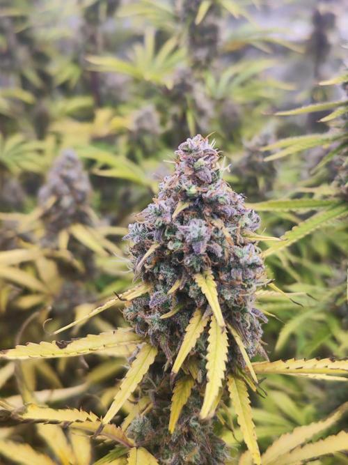 Segundo indoor. Week 15