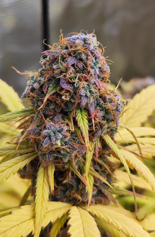 Segundo indoor. Week 15