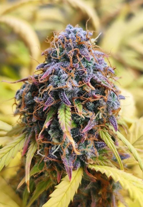 Segundo indoor. Week 15