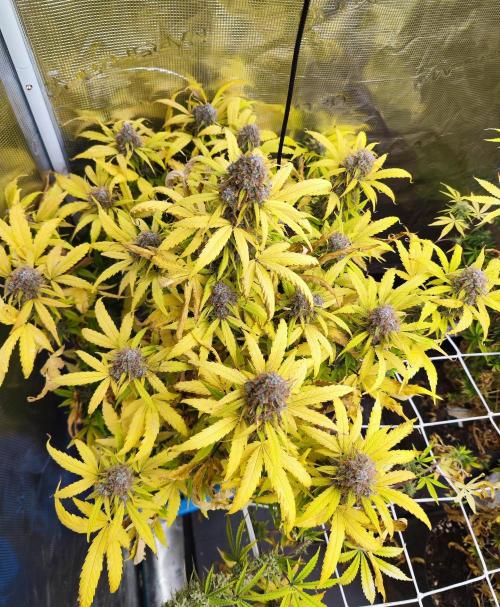 Segundo indoor. Week 15