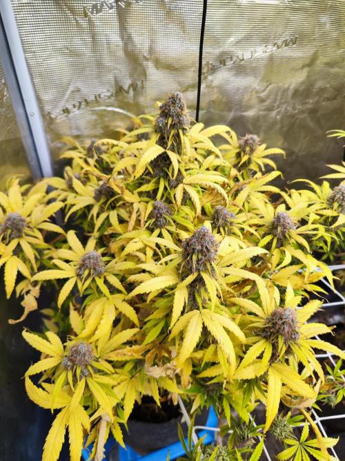 Segundo indoor. Week 15