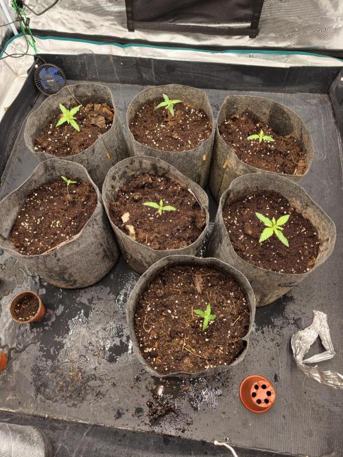 Critical Widow. Week 2