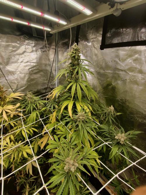 Tercer indoor. Week 13