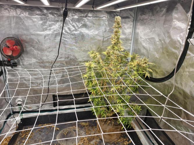 Tercer indoor. Week 14