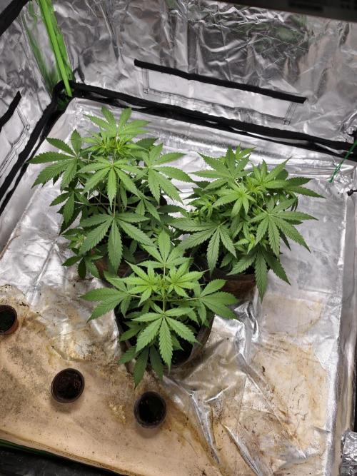 indoor prueba led. Week 4