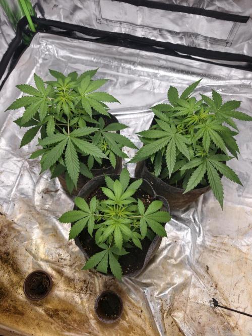 indoor prueba led. Week 4