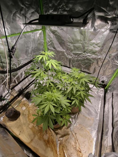 indoor prueba led. Week 5