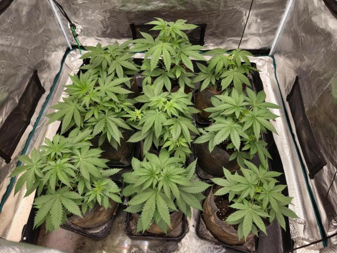 Cuarto indoor. Week 4