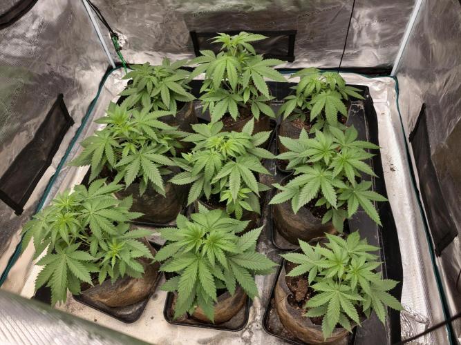 Cuarto indoor. Week 4