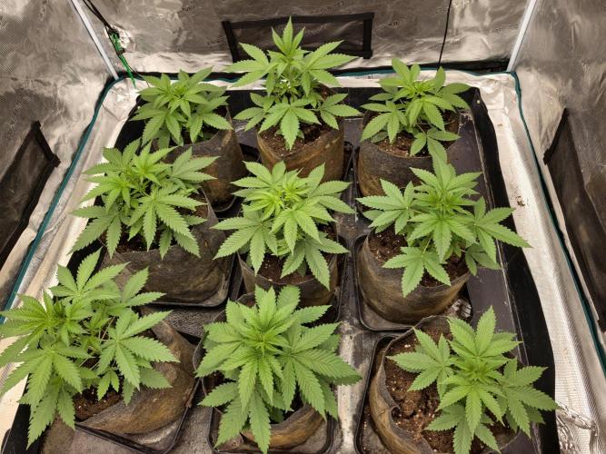 Cuarto indoor. Week 4