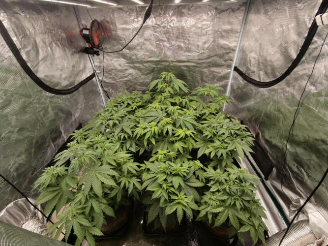 Cuarto indoor. Week 5
