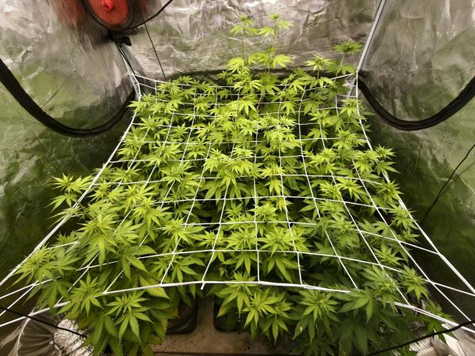Cuarto indoor. Week 7