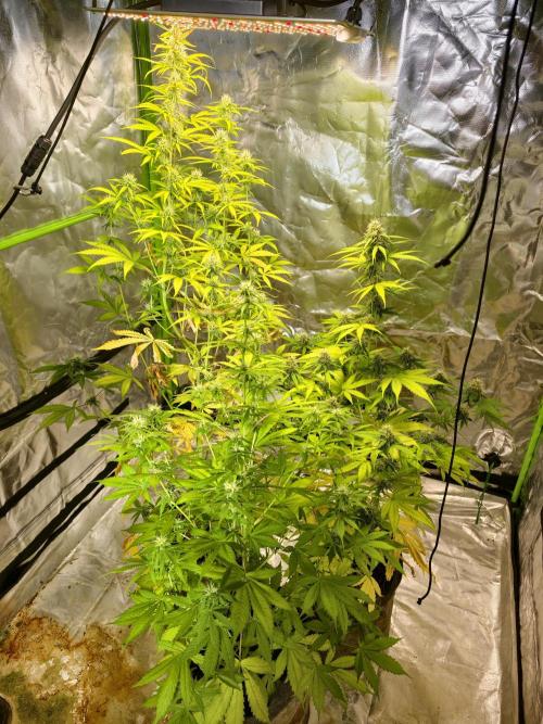indoor prueba led. Week 8