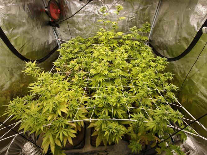Cuarto indoor. Week 9