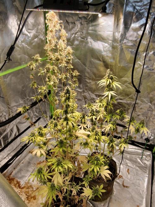 indoor prueba led. Week 11