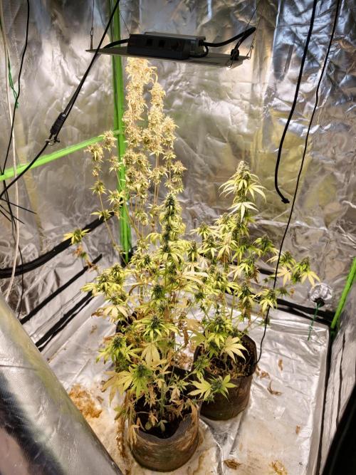 indoor prueba led. Week 11