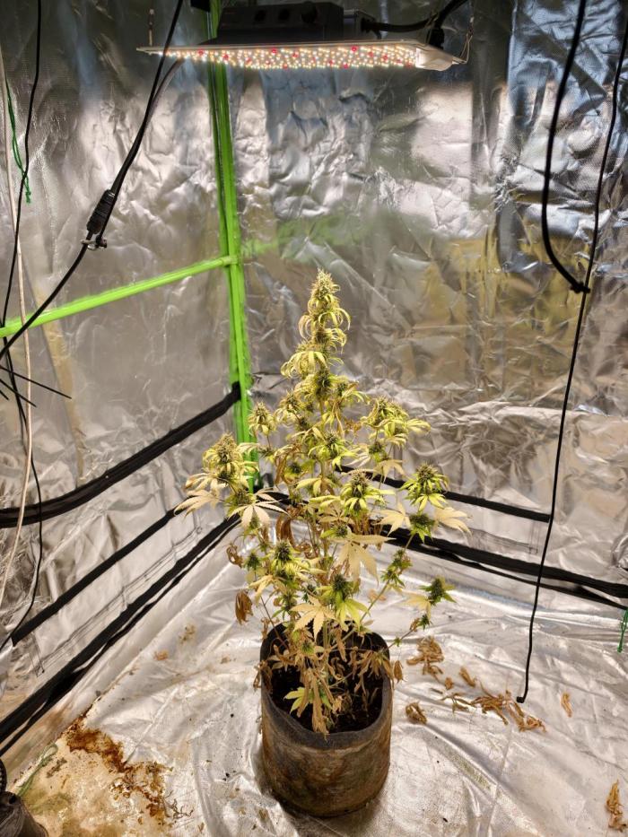 indoor prueba led. Week 14